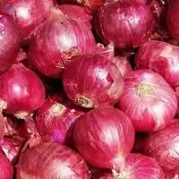 Fresh Onion