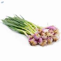 Small Onion