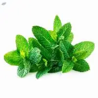 Mint Leaves