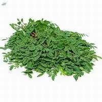 Moringa Leaves