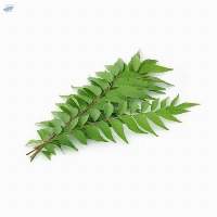 Curry Leaves