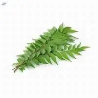 Curry Leaves
