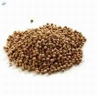 Coriander Seed