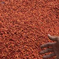 Bird Eye Chilli