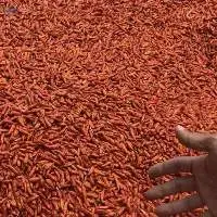 Bird Eye Chilli