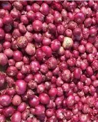 Onion
