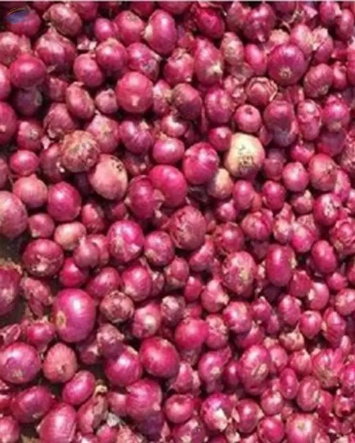 Onion