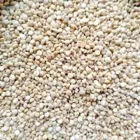 Quinoa Seeds