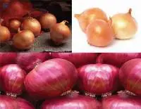 Onion