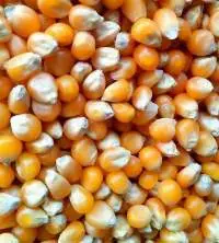 Corn