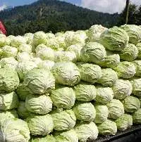 Cabbage