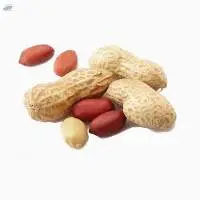 Peanuts/ Groundnut Kernels