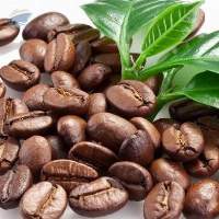 Arabica Coffee Beans