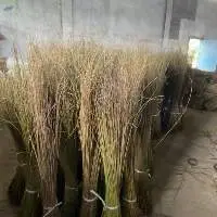 Palm Stick