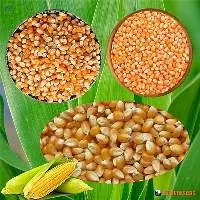 Maize Grains