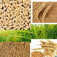 Wheat