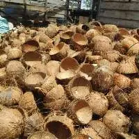 Raw Coconut Shell