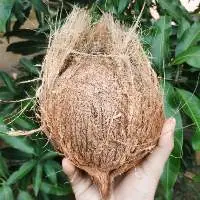 Semi Husked Coconut