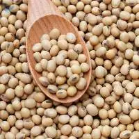 Soybean