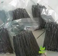 Vanilla Planifolia