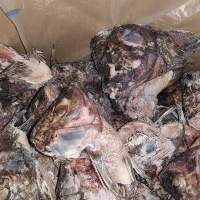 Frozen Tilapia Head