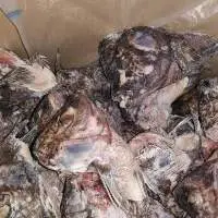 Frozen Tilapia Head