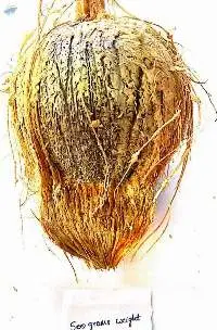 Semi Husked Coconut