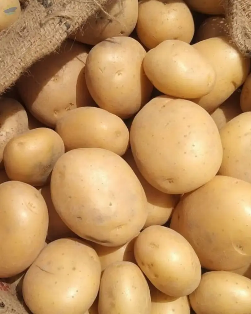 Fresh Potatoes