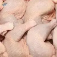 Fresh Frozen Turkey Leg Quarters