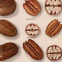 Pecan Nuts