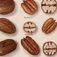 Pecan Nuts