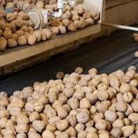 Walnuts Nuts