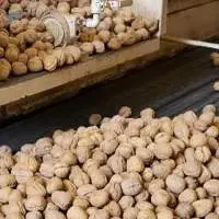 Walnuts Nuts