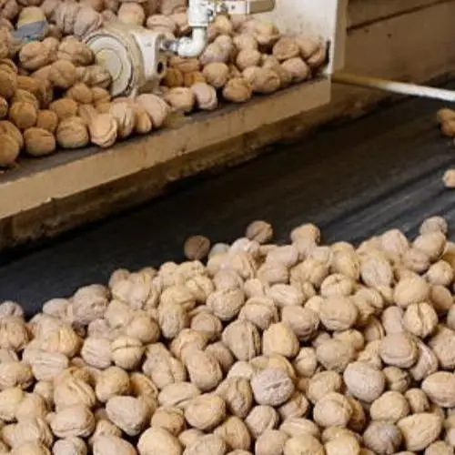 Walnuts Nuts