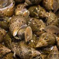 Baigai Fish