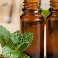 Spearmint Oil