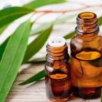 Eucalyptus Oil
