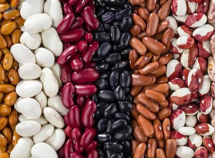 Kidney Beans