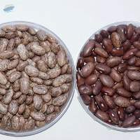 Pinto Beans