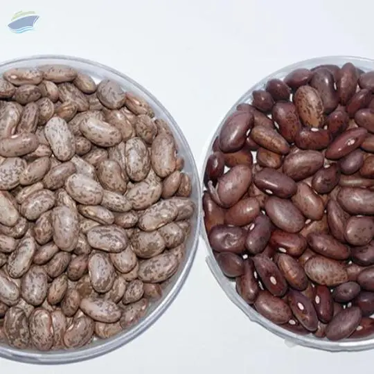 Pinto Beans