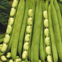 Flageolet Beans