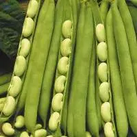 Flageolet Beans