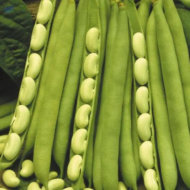 Flageolet Beans