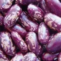 Purple Kidney Beans