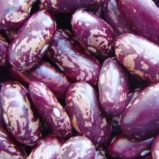 Purple Kidney Beans