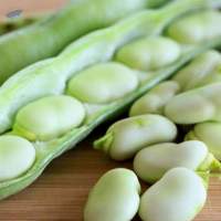 Fava Beans