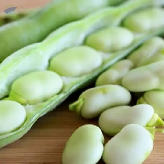 Fava Beans