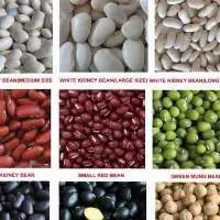 Great Northern Beans