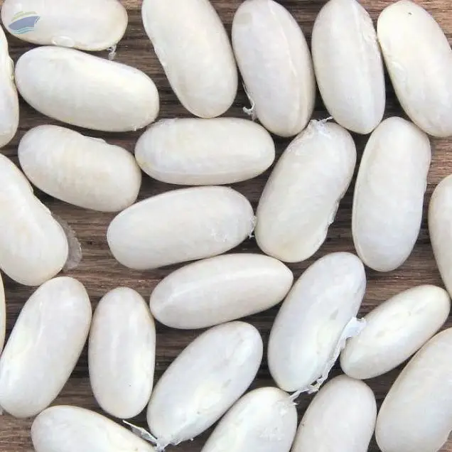 Navy Beans