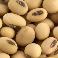 Soybeans